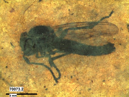 Diptera