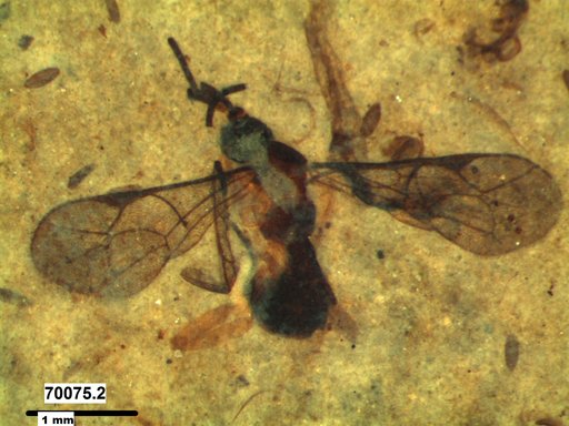 Ichneumonidae