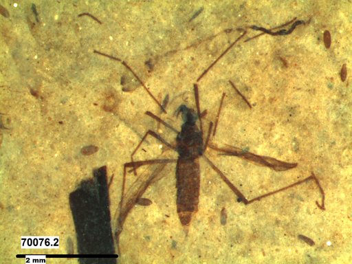 Diptera