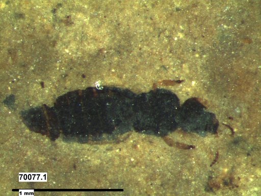 Genus sp