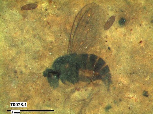 Genus sp.
