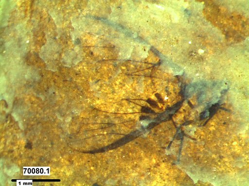 Aphididae