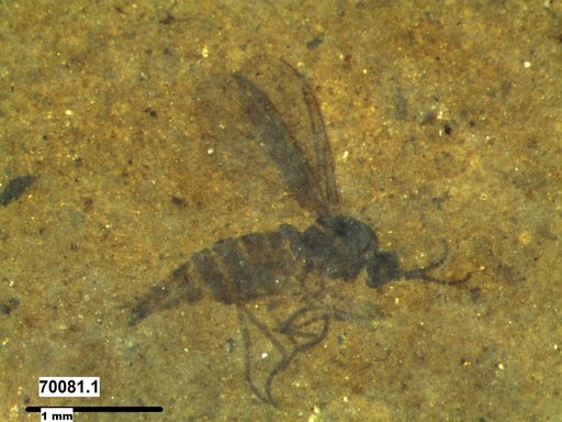 Sciaridae