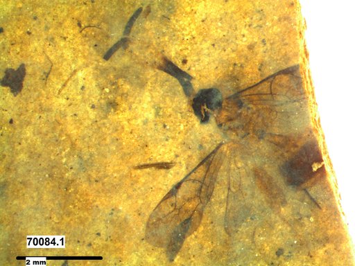 Ichneumonidae