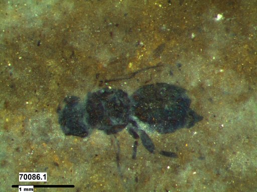 Genus sp
