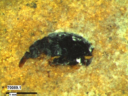 Genus sp