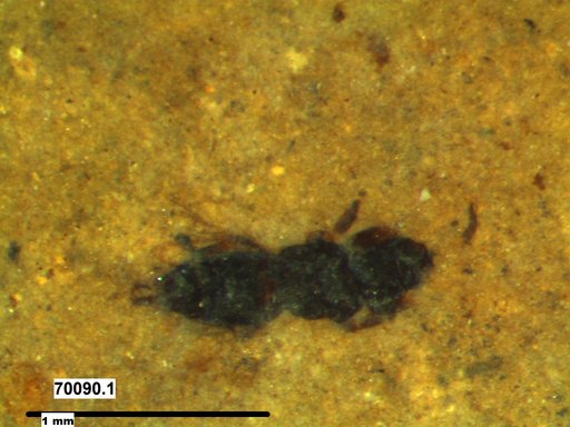 Genus sp