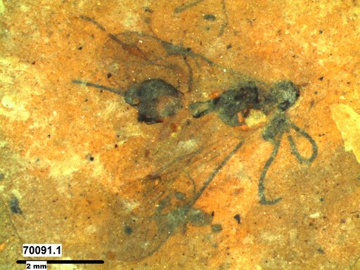 Ichneumonidae