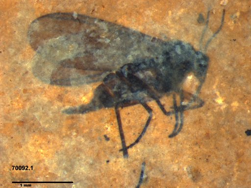 Diptera