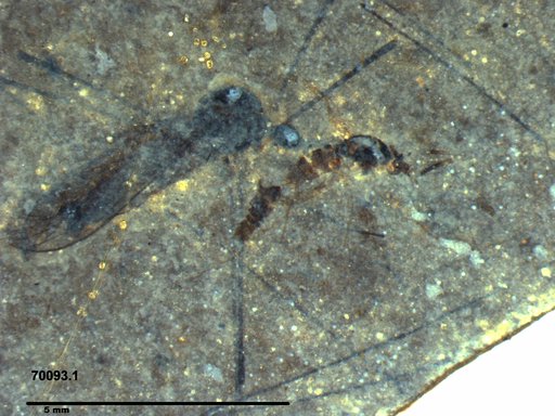 Diptera