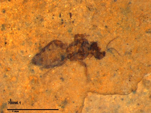 Genus sp