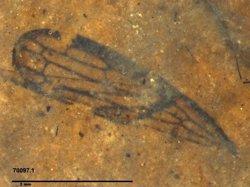 Genus sp