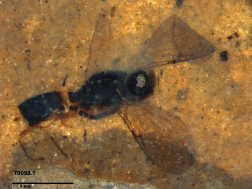Diapriidae