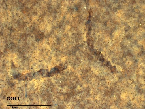Genus sp