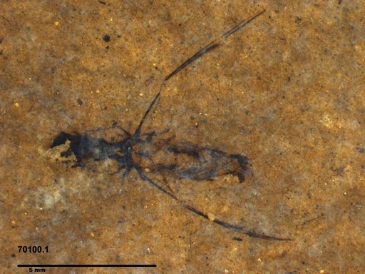 Notonectidae