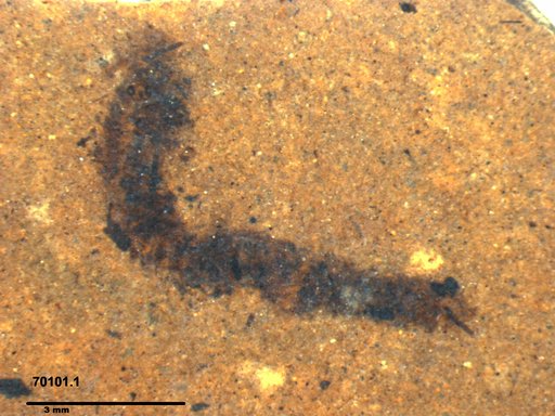 Genus sp