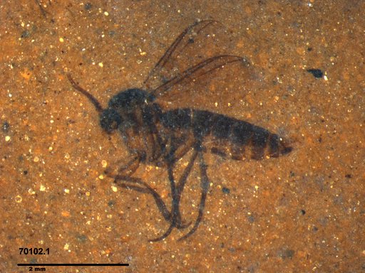 Diptera