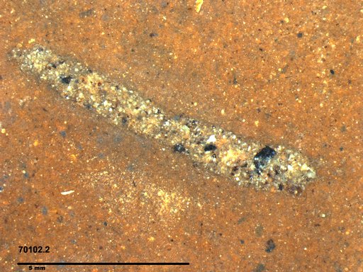 Genus sp