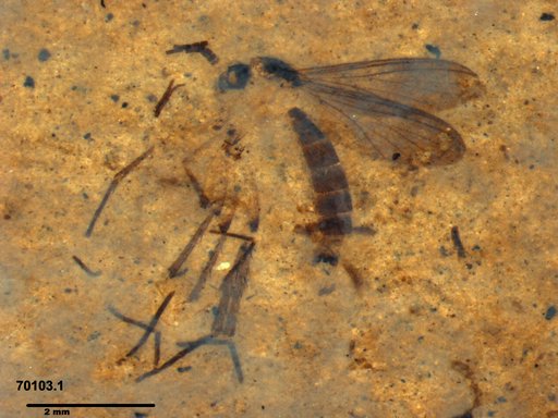 Mycetophilidae