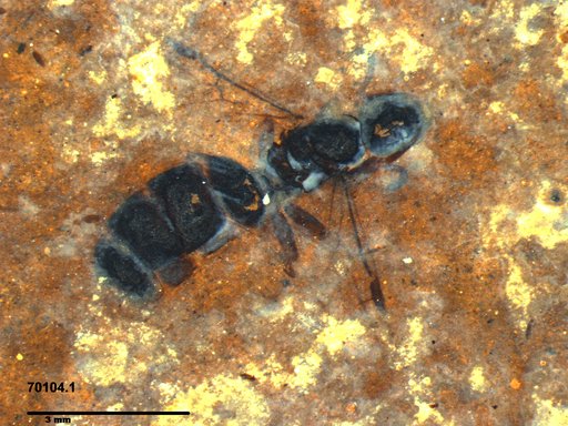 Formicidae