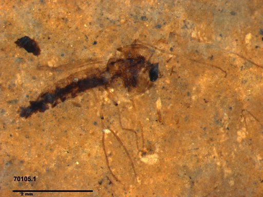 Genus sp