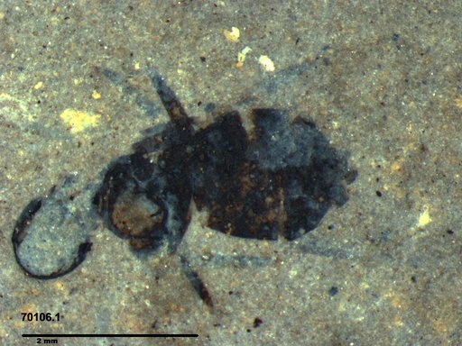 Insecta