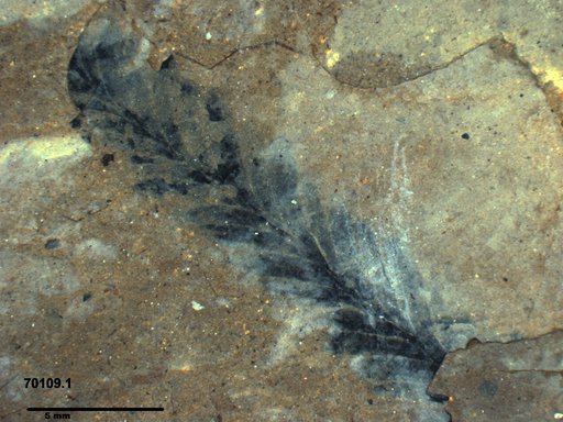 Tracheophyta