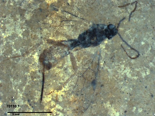 Ichneumonidae