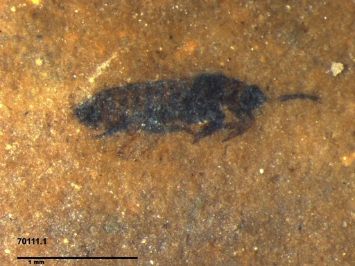 Genus sp