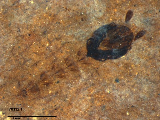 Genus sp