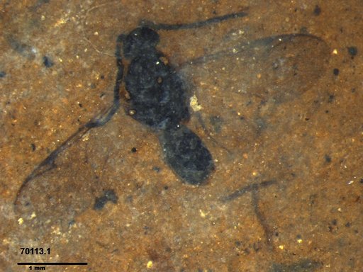 Diapriidae