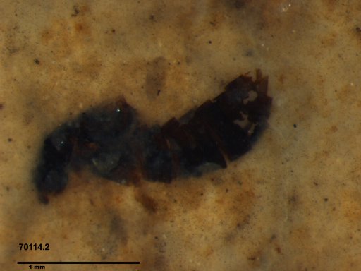 Genus sp