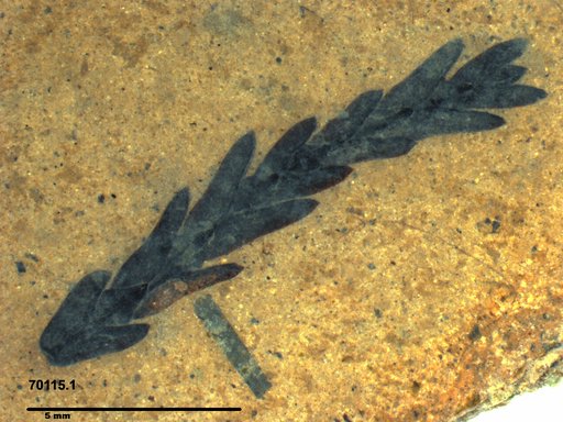 Tracheophyta