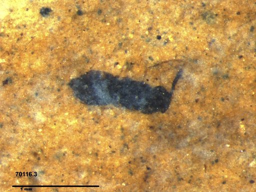 Genus sp