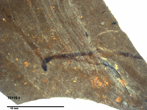 Tracheophyta