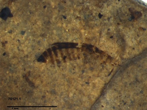 Genus sp