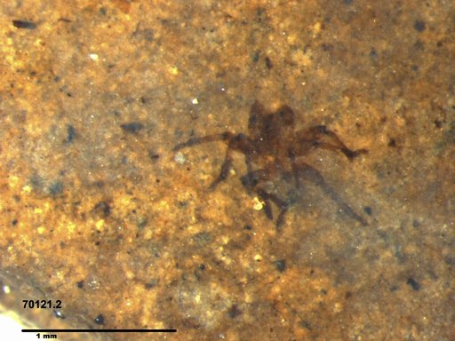Genus sp