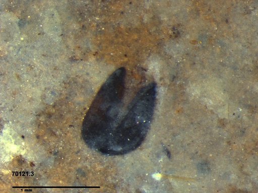 Tracheophyta