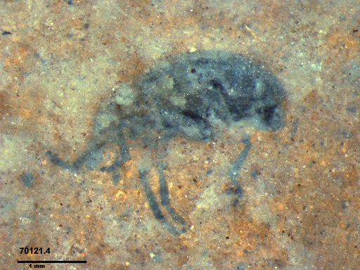 Mordellidae