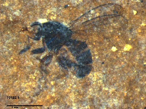 Diptera