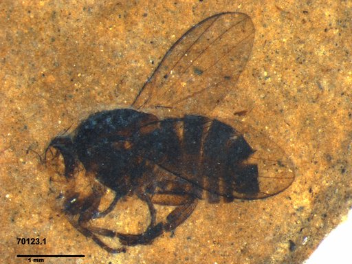 Diptera