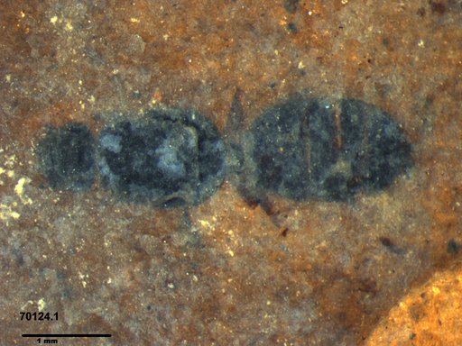 Formicidae