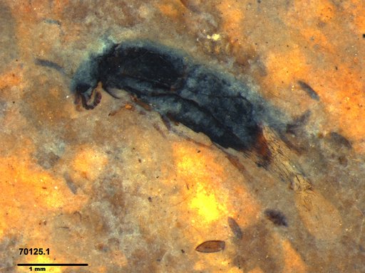 Genus sp
