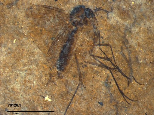 Mycetophilidae
