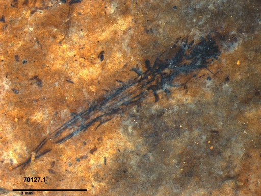 Notonectidae