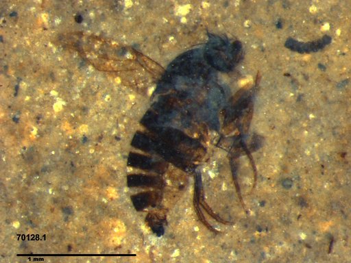 Phoridae