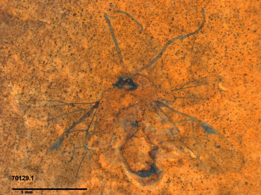 Braconidae