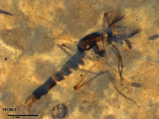 Chaoboridae