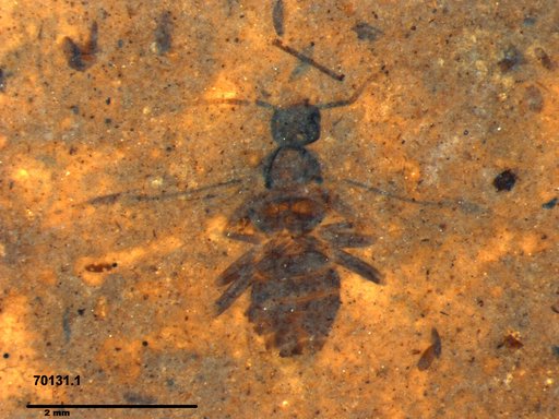 Formicidae