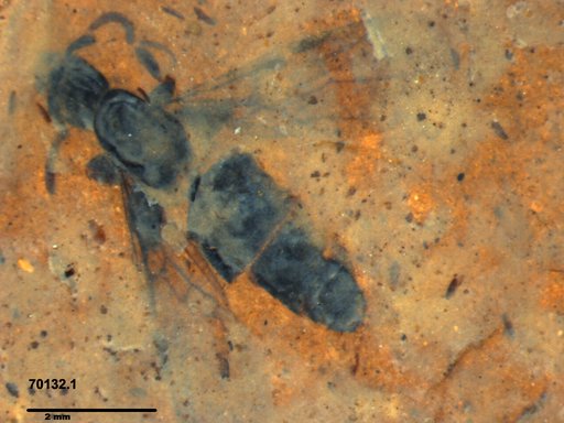 Formicidae